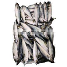 Raw Frozen Pacific Mackerel Fish Whole Round for Export thumbnail-1