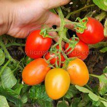 T178 Semi Determinate Saladette Tomato Varieties