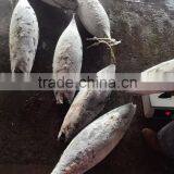 Longline Frozen Skipjack Tuna 5kg up ( Katsuwonus Pelamis) thumbnail-2