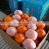 Navel Orange thumbnail-1