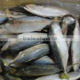 FROZEN INDIAN MACKEREL