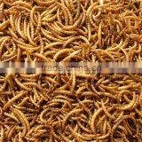 Dried Mealworms for Chicken Feed thumbnail-1