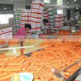 Shouguang Bilong Vegetable Fruit Co., Ltd. company overview - view 3 thumbnail