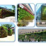 Widely Use Beautiful Garden Green Wall thumbnail-4