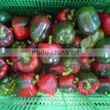 Fresh Bell Pepper- Capsicum