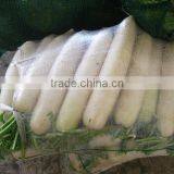 Fresh Chinese White Radish on Sale thumbnail-3