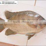 Quality Sea Fish From China- Frozen Tilapia Fish thumbnail-1