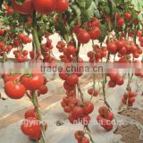 hybrid F1 tomato seeds
