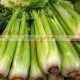 Celery oil for sales