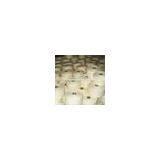ne 80/2 Cotton Combed Yarn thumbnail-1