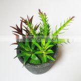 Small Artificial Succulent Plants for Indoor Shopping Mall Decoration thumbnail-5