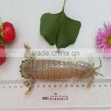 Frozen W/R Cooked Squilla thumbnail-3