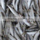 Frozen Sardine thumbnail-4