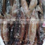 Frozen Squid Malaysia Illex Squid thumbnail-1