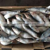 Frozen Wholesale Sardines thumbnail-2