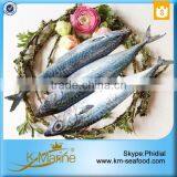 Zhejiang Very Cheap Mackerel Prices thumbnail-2