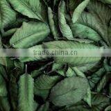 Guava Leaf thumbnail-1