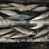 Landing Frozen Horse Mackerel With Size 60 - 80 thumbnail-2