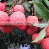 GOOD QUALITY VIETNAM FRESH LYCHEE thumbnail-2