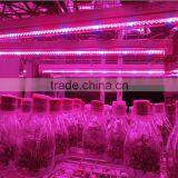 High Quality Led Grow Lighting Tomato , 8w Led Grow Light Tube 600mm thumbnail-6