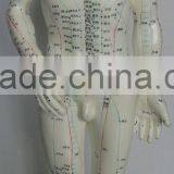 Human Acupuncuture Model-Male-50cm