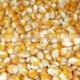 bulk quantity Maize from India