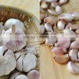 Hot Sale Fresh Chinese Normal White Garlic thumbnail-1