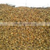 Dry Coconut Shell thumbnail-2