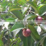 Natural HPLC 10%-98% Mangosteen Extract Powder thumbnail-4