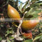 Argan Oil thumbnail-5