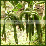 Oleoresin Oil thumbnail-1