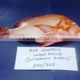 Red Snapper Whole Round & Gutted thumbnail-1