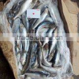 Sardine for Bait thumbnail-4