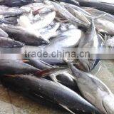 Yellowfin Tuna/longfin Tuna thumbnail-2