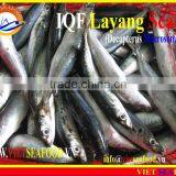 IQF LAYANG SCAD WHOLE ROUND thumbnail-6