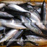 Land Frozen HACCP Cargo Bonito Tuna Manufacturer thumbnail-3