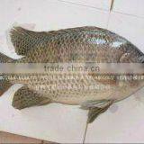 Frozen Fish Tilapia Fish Farming Fish thumbnail-1