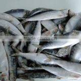 High Quality Sardine Fish With Best Price thumbnail-1