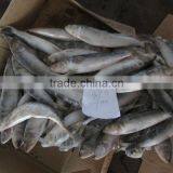 6-8 Frozen Sardines Fish thumbnail-1