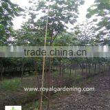 Hibiscus Tiliaceus Landscaping Tree thumbnail-3