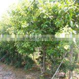 Ficus Benghalensis Variegata thumbnail-2