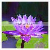 Lotus Absolute thumbnail-1