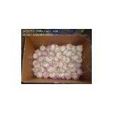 Normal White Garlic thumbnail-2