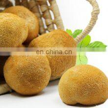 Hericium Erinaceus Powder, Lions Mane Extract Powder thumbnail-2