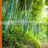 Biodegradable Plant Fiber Cane Tray thumbnail-5