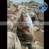 2016 Flavored Soft Shrimp With Artificial Shape Soft Lure thumbnail-6