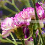 Building Decoration Natural Carnation Flowers For Wholesale Purple High Quality Carnation thumbnail-3