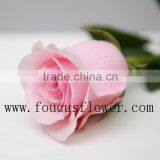 Single Stem Garden Direct Sale Fresh Nirvana From Yunnan thumbnail-1