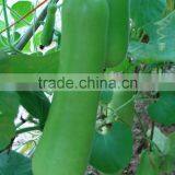 2015 Newly Seed in Asian Company Gourd Seeds thumbnail-1