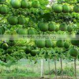 Hot Selling Fertilizer thumbnail-5